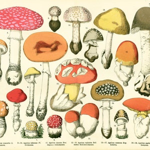 1885 Amanita fly killer false oronge Amanita muscaria Identificación de la placa ilustrada de hongos venenosos Botánica