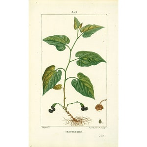 1831 Antique Virginia Snakeroot Print Medicinal Plant Botanical  Botany Print for framing decor
