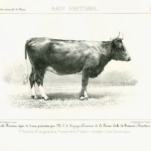 1856 Bretonse koe. Franse runderrassen. Gravurebord voor koeienrassen. Origineel bord
