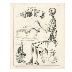 1933 Anatomy Human Body Parts, human skeleton seated position, Antique encyclopedia, medical wall art, Authentic antique lithograph