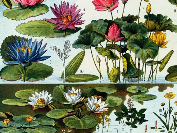 1933 Vintage Aquatic Plants Antique Botanical Chart Print Etsy