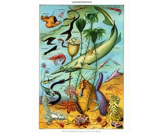 Vintage Freshwater Fish Chart, Freshwater Fish Poster, Fish Pull