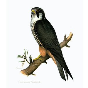1961 Eurasian Hobby Print,  Falcon Wall ART, bird of prey, Vintage Ornithology