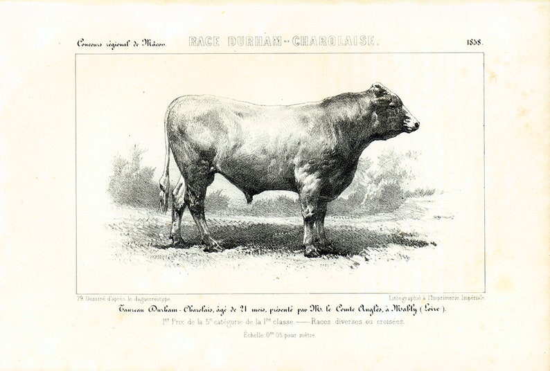 Cattle Breed Identification Chart