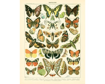 1897 European Butterflies Old world Antique Print Larousse Beetles Bugs Entomology Large Size 115 Years Old  Wall Art