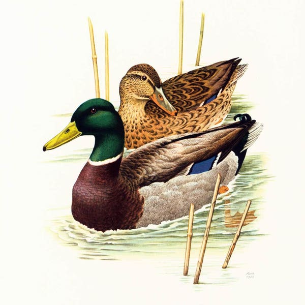 1969 Canard Colvert mâle et femelle, Illustration Oiseaux Anatidés, Decor Nature Vintage