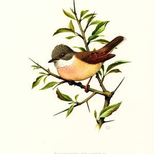 1969 Warbler, Wood Warbler, Leaf Warbler, LBJ vintage Bird Print, Ornithology, nature wall art