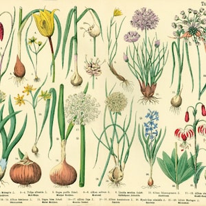 1885 Poster Liliaceae Knoflooktulp Martagon Lily Fritillaria Hyacint Bolplanten, Originele Botanische Plaat
