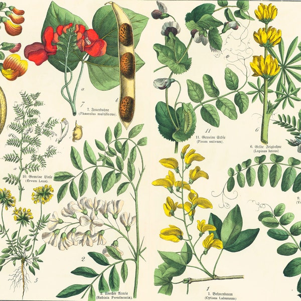 Antique Bean Identification Chart Etsy