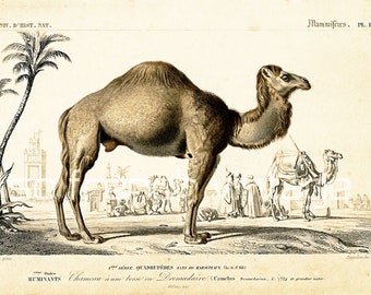 1861 Camel, Antique print. Dromedary from Ch d'Orbigny. Vintage lithograph. Natural History decor