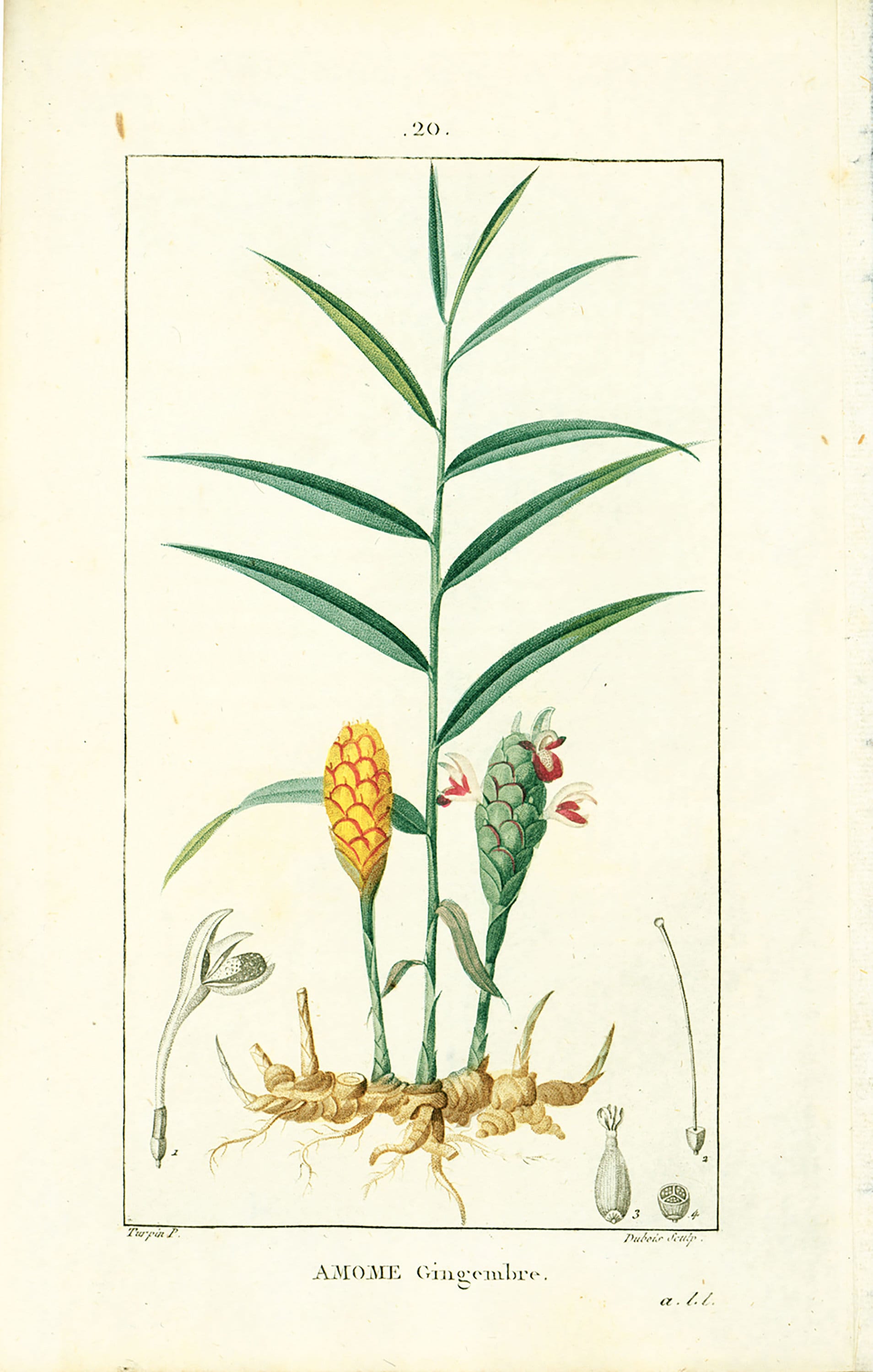 1831 Ginger Root Antique Print Zinziber Officinale Garden Plant