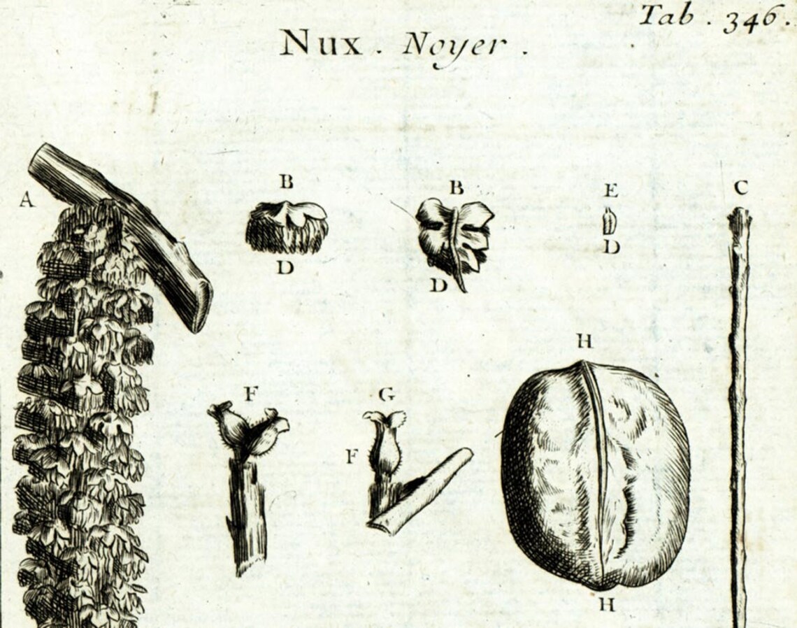 1797 Walnut Catkins Hardwood Trees Botanical Print Original Etsy