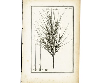 1797 Antique Oryza sativa Asian Rice grain Print Cereal Grain Botanical Farming Agriculture Kitchen Food Wall Home Decor