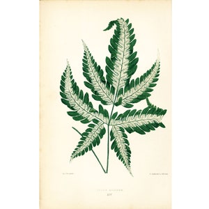 Puede incluir: Una ilustración botánica vintage de un helecho verde con venas blancas. La ilustración está sobre un fondo crema con el texto "CYSTOPTERIS FRAGILIS XIV" en la parte inferior.