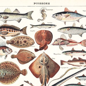 1930 Antique Fish Chart Ichtyology Identification Authentic - Etsy