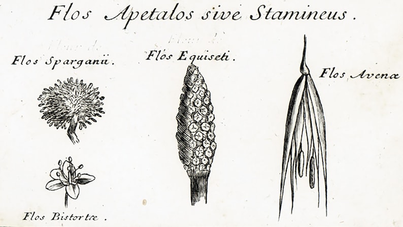 1797 Antique Calyx Sepal Daisy Horsetail Flower Plant Anatomy Print Phytotomy Morphology Corolla Petal Stamen Nature Wall Art To Frame.
