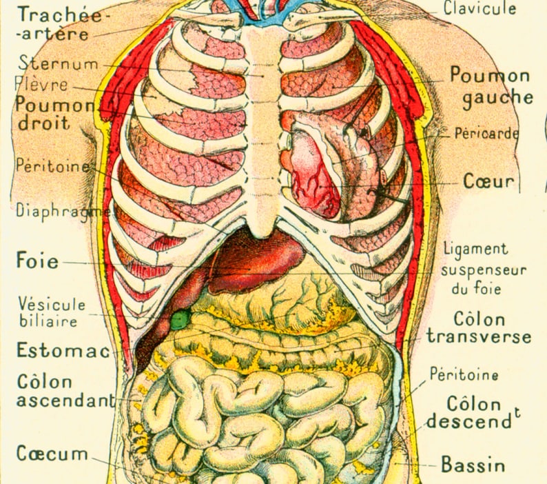 Стоимость Внутренних Органов