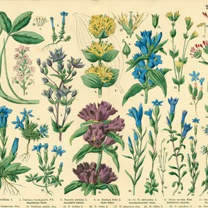 1885 Gentianaceae Medicinal Plant, XL Chart Periwinkle Gentian Viola, Herbs Herbal Botanical Lithograph Print Wall Art Home Decor Framing image 2