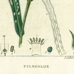 1814 Lungwort Pulmonaria officinalis Antique Print Medicinal Plant Nature Botanical Botany Wall Art framing Home decor image 6