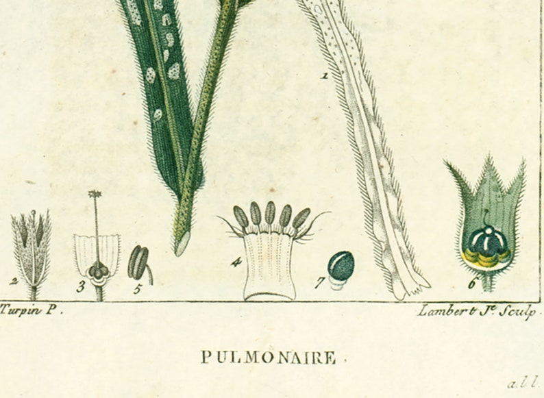 1814 Lungwort Pulmonaria officinalis Antique Print Medicinal Plant Nature Botanical Botany Wall Art framing Home decor image 6