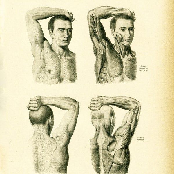 1908 Muscle Bras Epaule Main Homme, Tatouage Squelette, Planche originale Anatomie Humaine