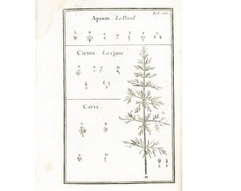 1797 Authentic Antique Poison Hemlock flowers Parsley Print Botanical Natural History Wall Art Home Decor