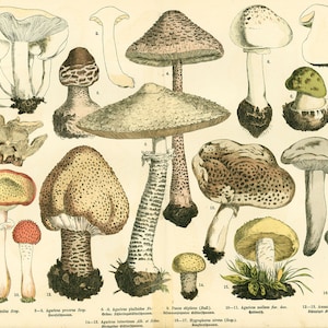 1885 Agarics Psalliotes Plato de hongos comestibles Antigua identificación Colección de micología.