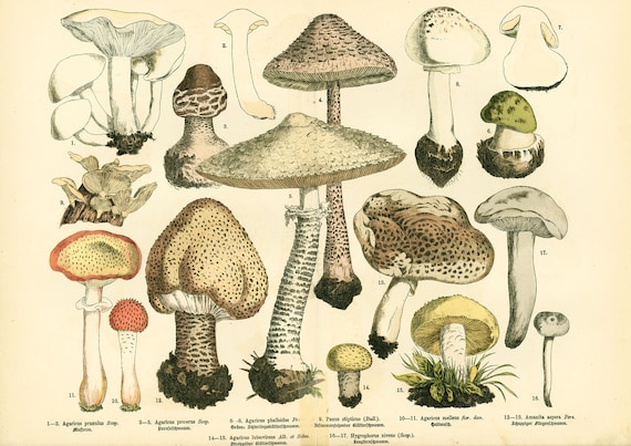 1885 Agarics Psalliotes Champignon comestibles Planche Ancienne  Identification Collection Mycologie. -  Canada