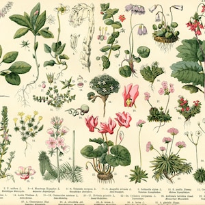 1885 Primulaceae Cyclamen Androsace Soldanelle Primulas Wilde Planten Originele Botanische Raad