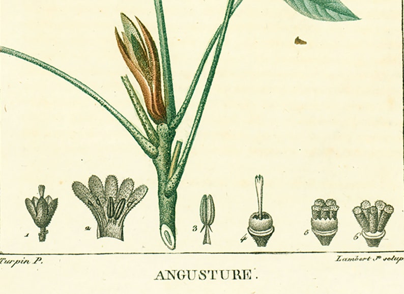 1831 Antique Angostura trifoliata Print Plant Natural History Botanical Botany Wall Art framing Home decor image 4