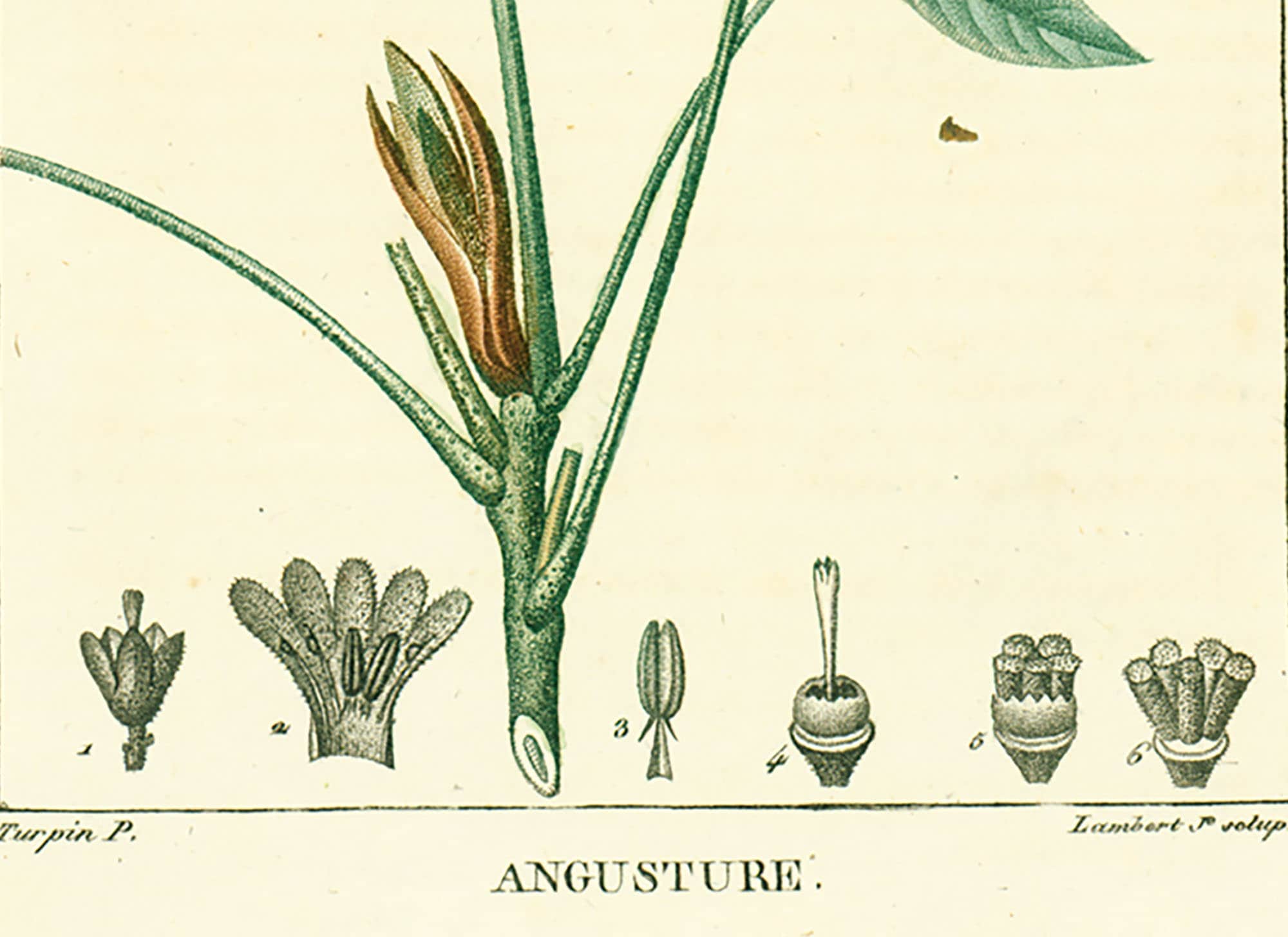 1831 Antique Angostura Trifoliata Print Plant Natural History Etsy