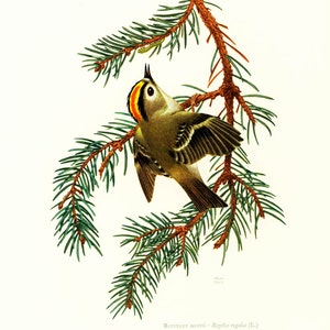 1969 Goldcrest, Regulus regulus, Bird Print, Ornithological plate, Passerine, nature wall art, Bird chart