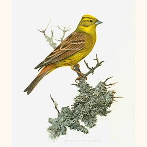 1969 Zigolo giallo, Illustrazione di uccelli, Fringillidi, Passeriformi migratori Ornitologia, Canti degli uccelli canori, Biodiversità d'Europa