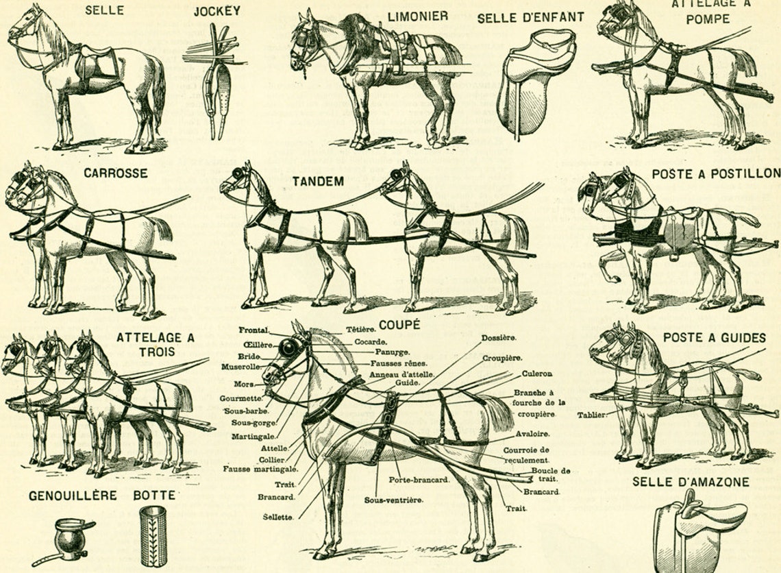 1897 Horse Harness Plow Horses Large Size illustration | Etsy