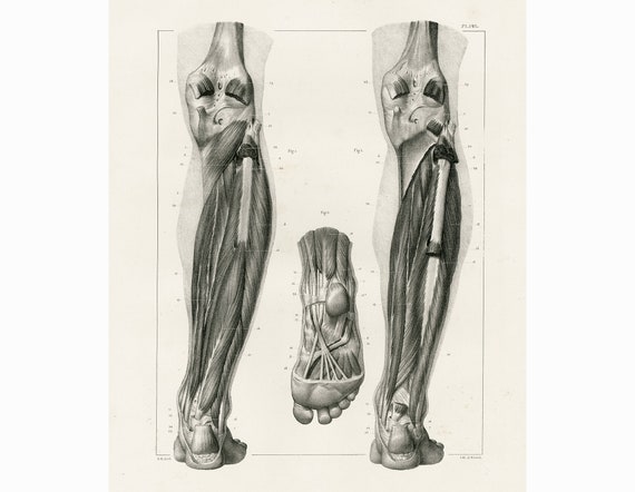 1831 Anatomy Leg Muscles Arches Of Foot Fingers Tendons Print Etsy