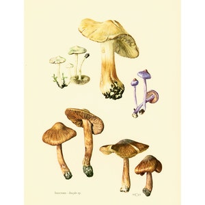 1962 Inocybe Poisonous Mushrooms Fungi Art print Fungus Wall Art. Mushroom vintage print. Mycology illustration