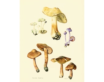 1962 Inocybe Poisonous Mushrooms Fungi Art print Fungus Wall Art. Mushroom vintage print. Mycology illustration