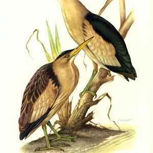 1969 Reiher Rohrdommel Rohrdommel Illustration Vögel Platte Ornithologie Natur