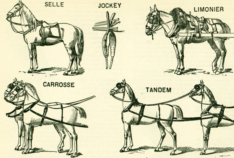 1897 Horse Harness Plow Horses Large Size illustration framing 115 years old original Larousse print french antique