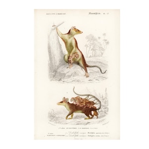1861 Opossum family, Orbigny, Original Antique Print, Colored lithograph, Victorian zoological print, Didelphis marsupials, Stunning