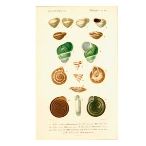 1861 Shells by Ch. Orbigny, Original Antique Print Handcolored Crusteceans Molluscs Fishing Sea OceanlifeWall Hanging gift