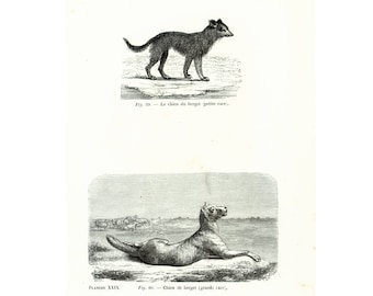 1867 Antique Dog Prints, Briard, Herding Dog, Working Dog, Drawing Wall Art home decor