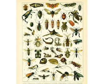 1897 Insect Antique Print Larousse Beetles Bugs Entomology Large Size 115 YEARS OLD  Wall Art