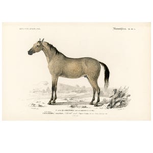 1861 Antique Arabian Horse Print, Orbigny Original colored lithograph, Zoology Natural History Framing Wall art, Stunning antique print