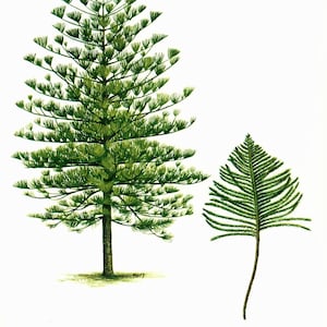 1967 Araucaria Print Vintage Botanical Illustration Wall Art Home Decor