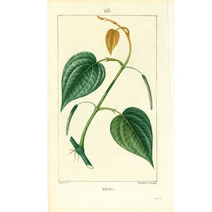 1814 Betel Leaf Piper betle Antique Print Plant Natural History Botanical Botany Wall Art framing Home decor
