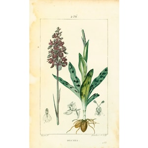 1814 Antique Orchid Print, Plant Natural History Botanical Botany Wall Art framing Home decor