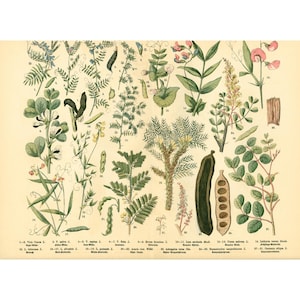 1885 Fabaceae Peulvruchten Mimosa Acacia Zoete erwt Bonen Wikke Lathyrus Wilde planten Originele botanische plaat