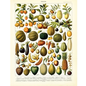 以下が含まれることがあります： 様々な果物を描いたヴィンテージな植物学イラスト。メロン、洋梨、リンゴ、バナナ、パイナップルなど、様々な果物が描かれています。果物は、鮮やかな色と複雑なディテールで、写実的なスタイルで描かれています。画像の上部には「FRUITS」とラベル付けされています。