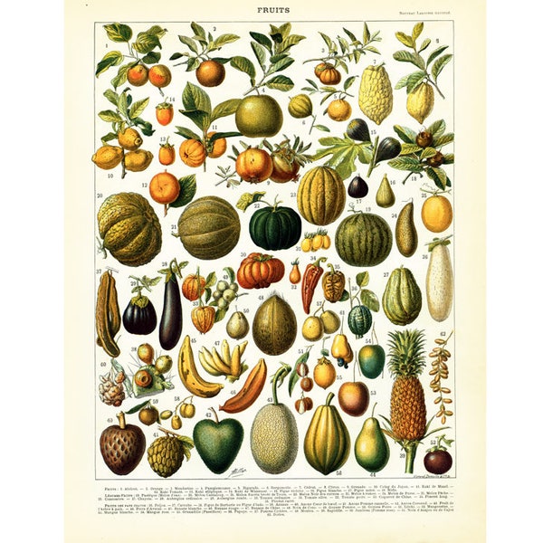 1897 Frutas e Vegetais: Abacate, Tangerina, Laranja, Tomate, Pimenta, Lichia, Cereja, Limão, Prato Ilustrado Antigo, Formato Grande Larousse, Botânico.